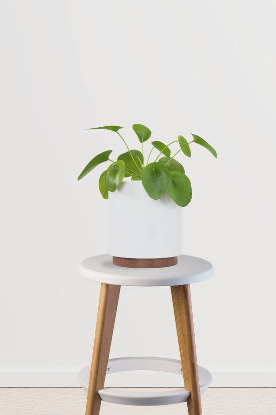 Pilea Peperomioides - Money plant
