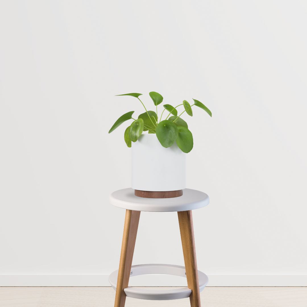 Pilea Peperomioides - Money plant
