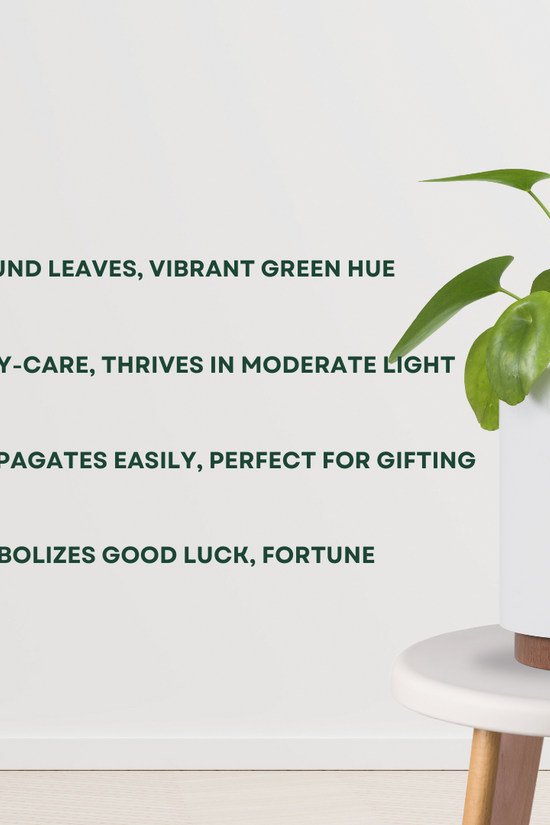 Pilea Peperomioides - Money plant
