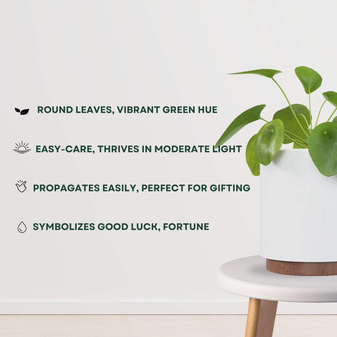 Pilea Peperomioides - Money plant
