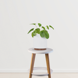 Chinese Money Plant/ Pilea peperomioides