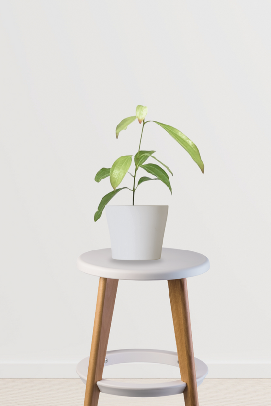 Dalchini plant (Cinnamomum)
