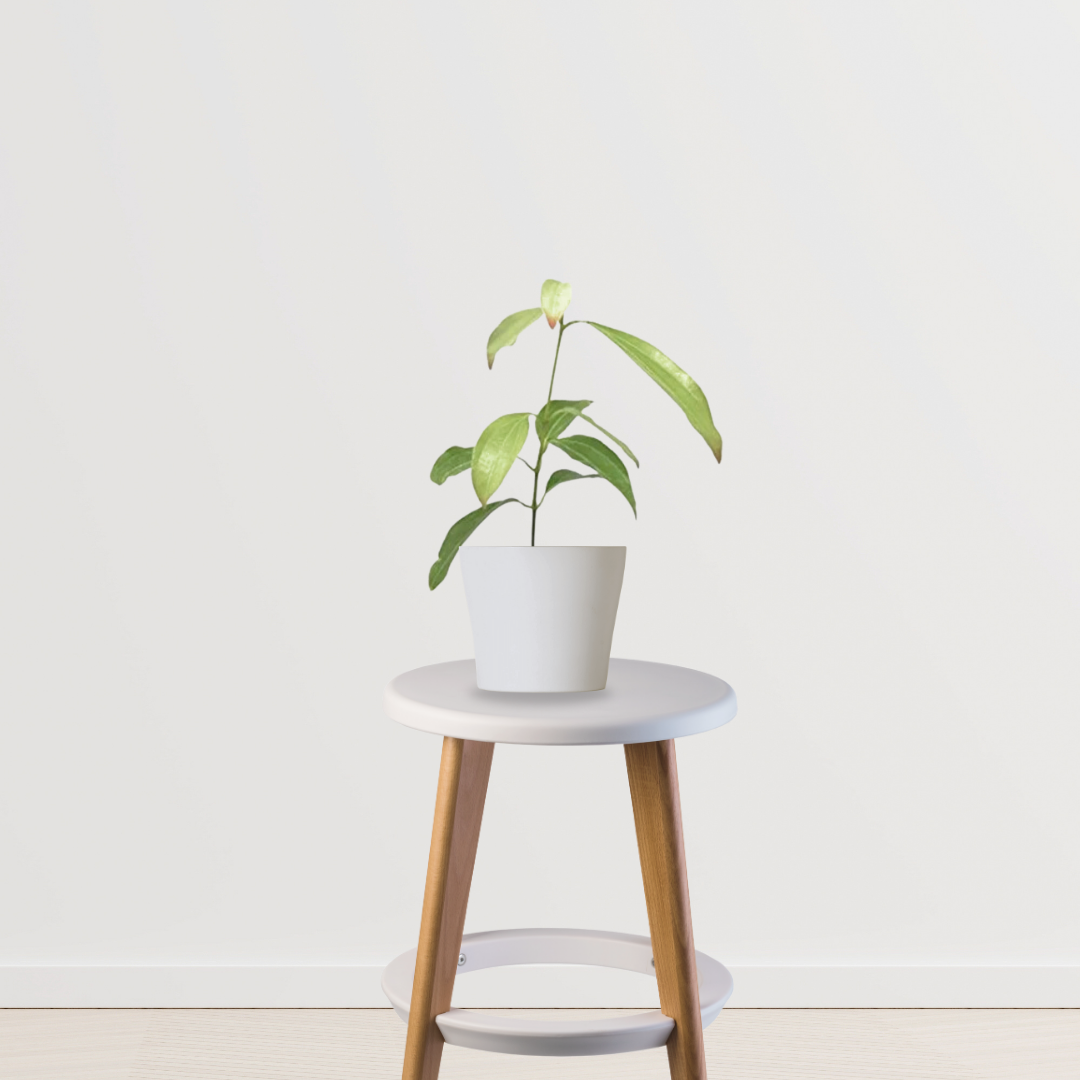 Dalchini plant (Cinnamomum)
