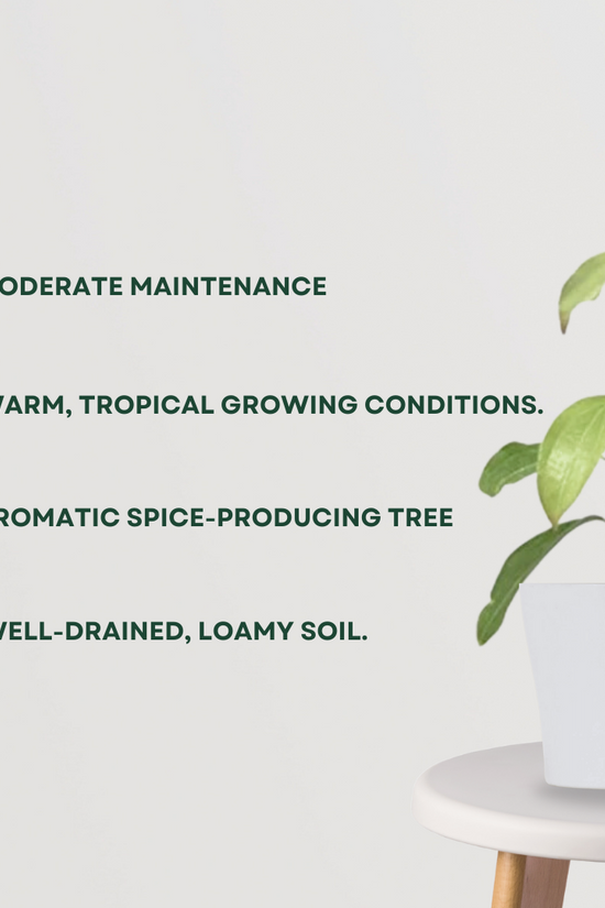 Dalchini plant (Cinnamomum)
