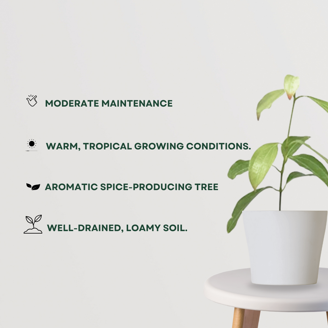 Dalchini plant (Cinnamomum)
