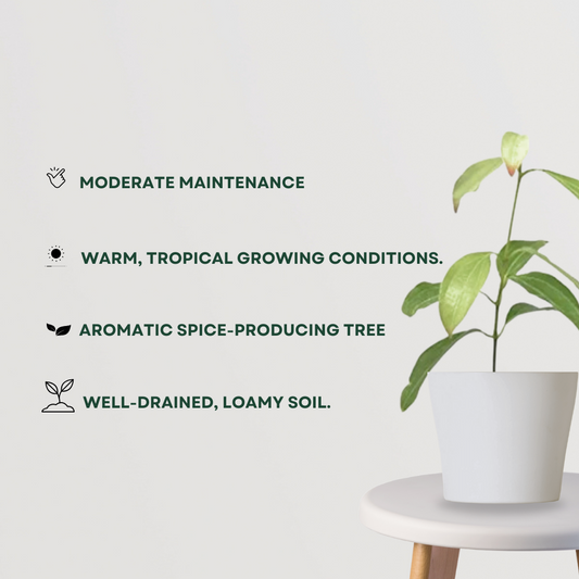 Dalchini plant (Cinnamomum)
