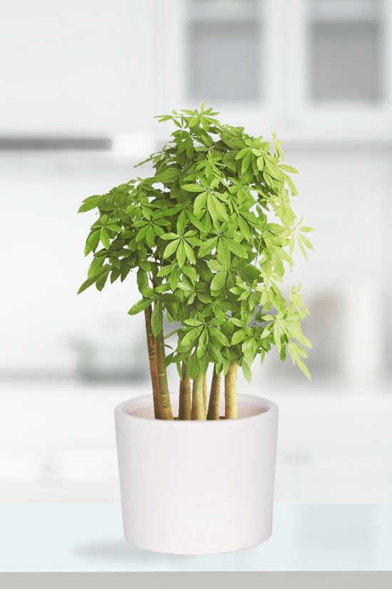 White ceramic pot - simple and classy
