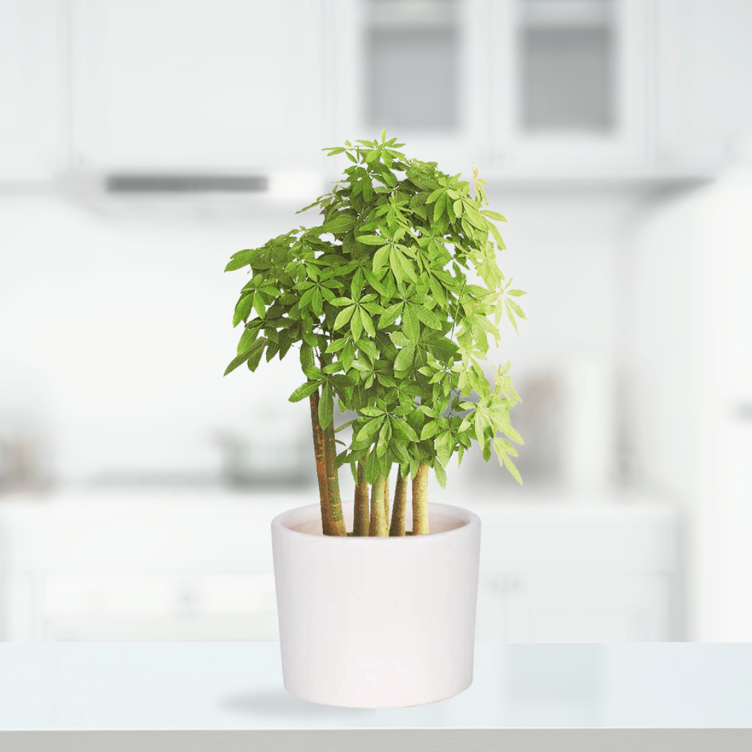 White ceramic pot - simple and classy
