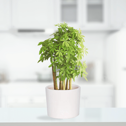 White ceramic pot - simple and classy
