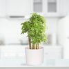 Classy White Ceramic Planter | Ceramic Pot