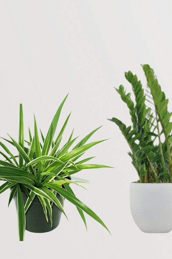 Clean air indoor plants set