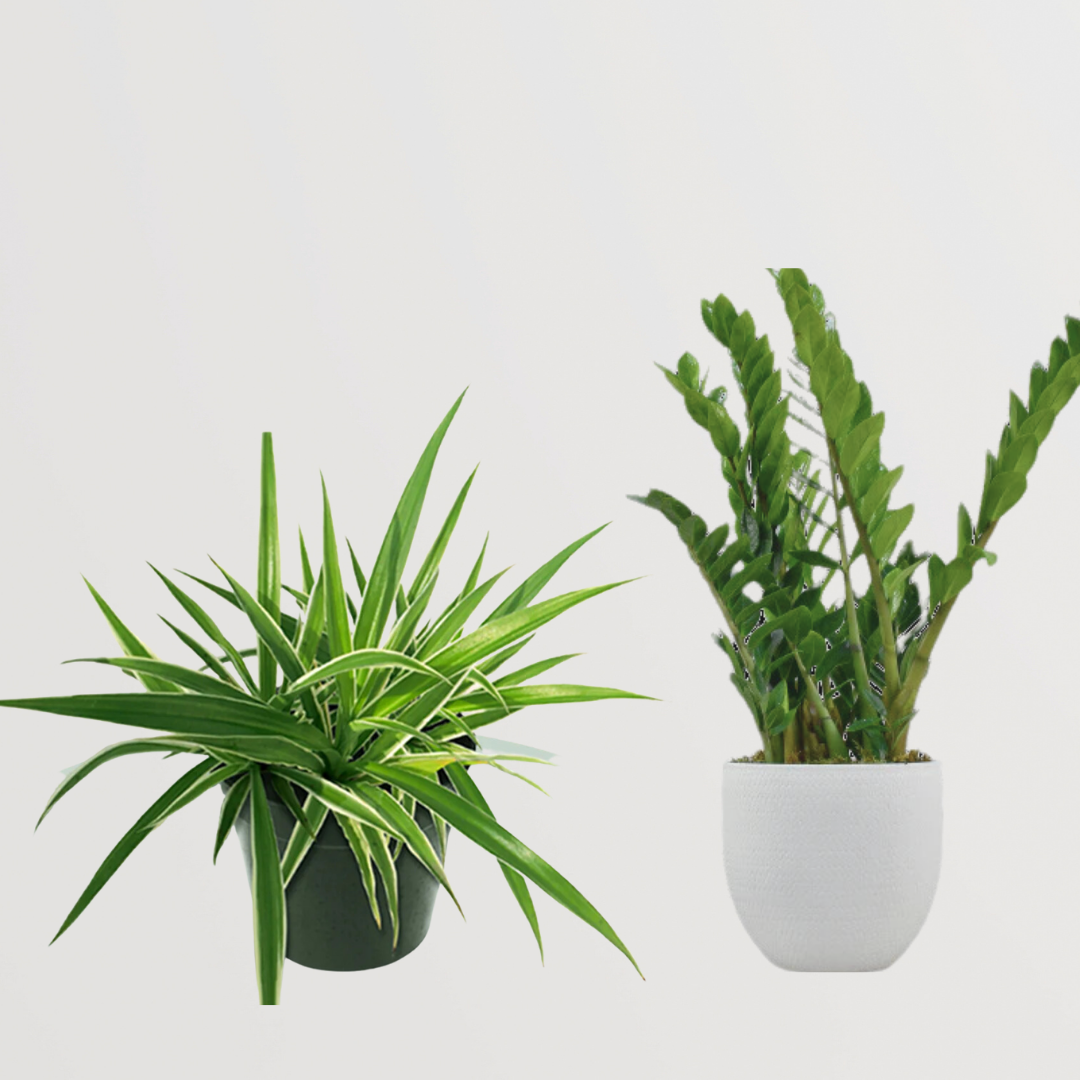 Clean air indoor plants set