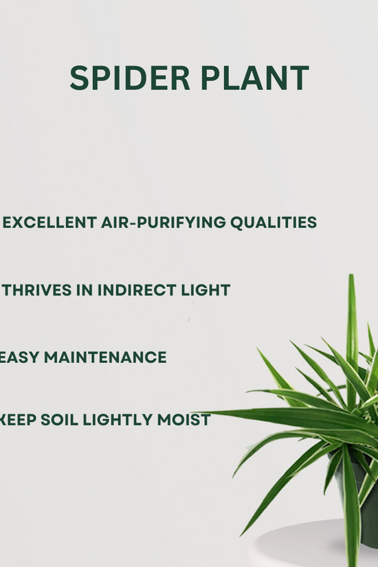 Clean air indoor plants set