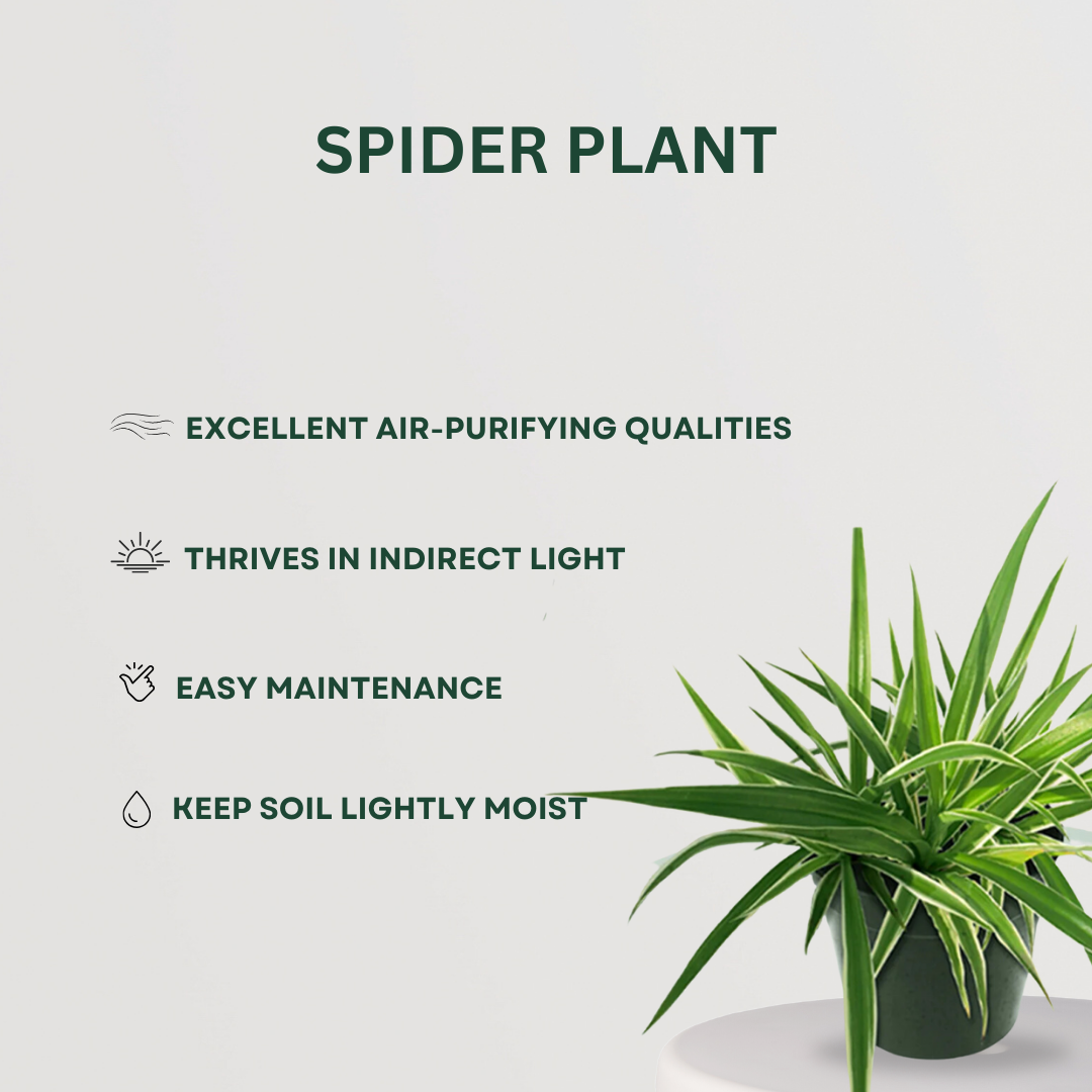 Clean air indoor plants set