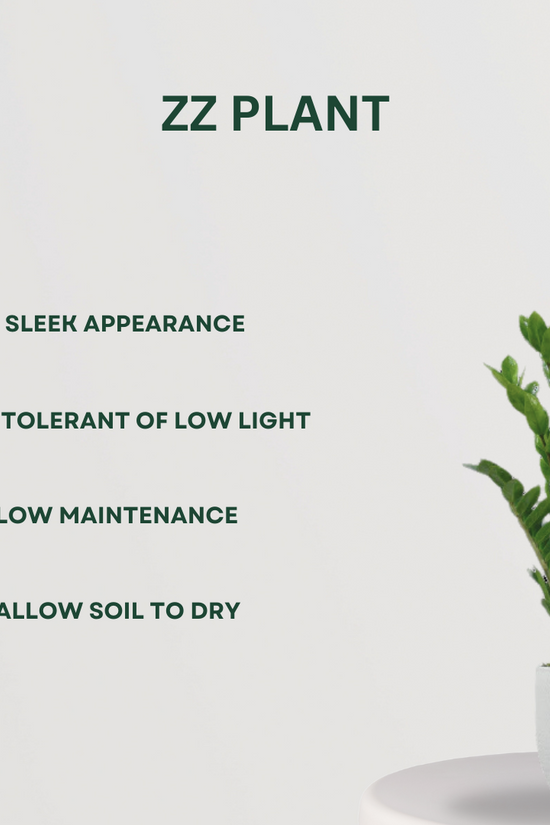 Clean air indoor plants set