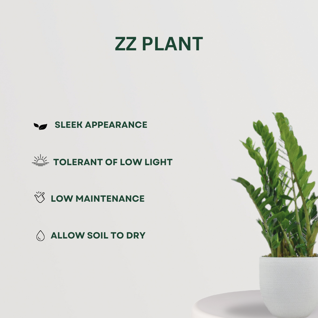 Clean air indoor plants set