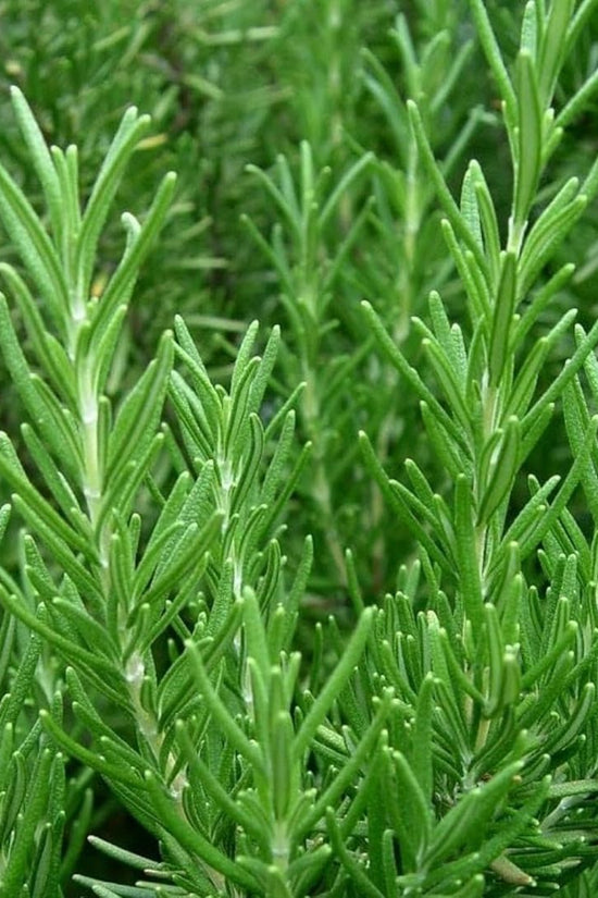 Close-up of green rosemary plants