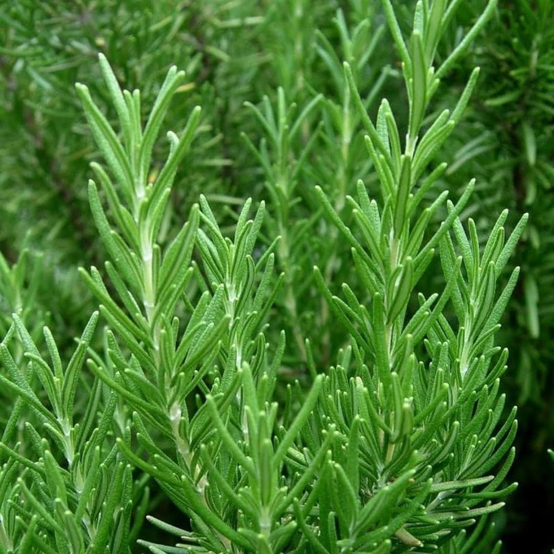 Close-up of green rosemary plants