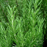 Close-up of green rosemary plants