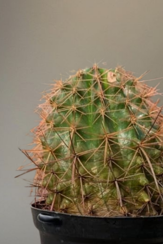 Close-up view of brownish-orange thorns of a ball cactus