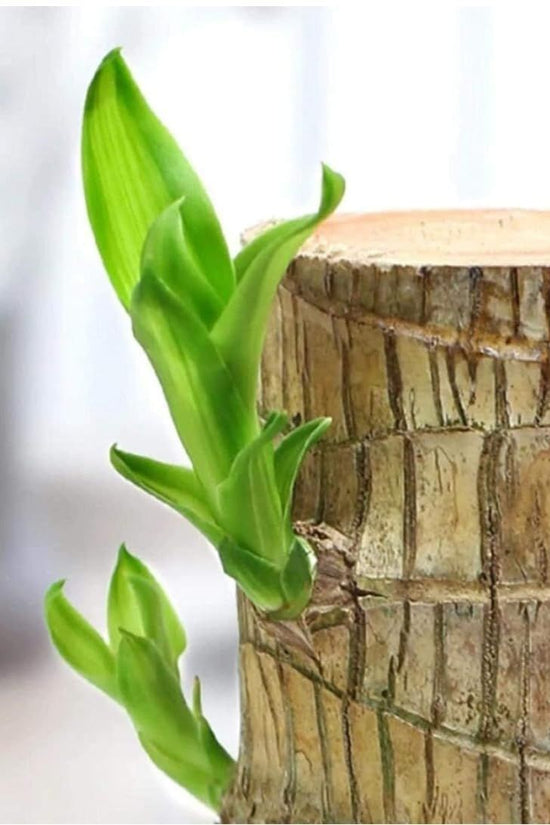 Green plant growing out of a wooden stump with a blurred background