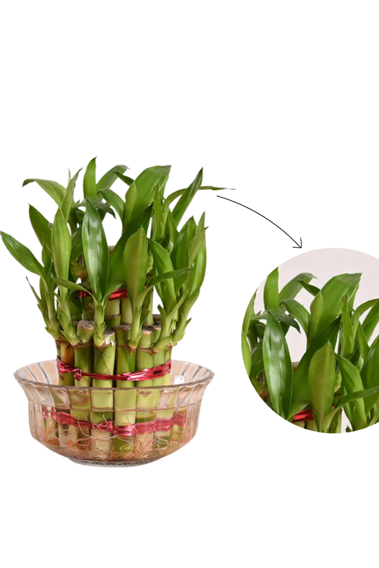 Lucky Bamboo Plant 2 Layer in Glass Bowl - Feng Shui Plant for Good Luck