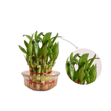 Bamboo plant in a woven basket with a close-up inset on a white background