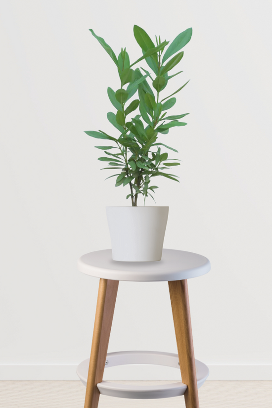 Laung tree – clove plant
