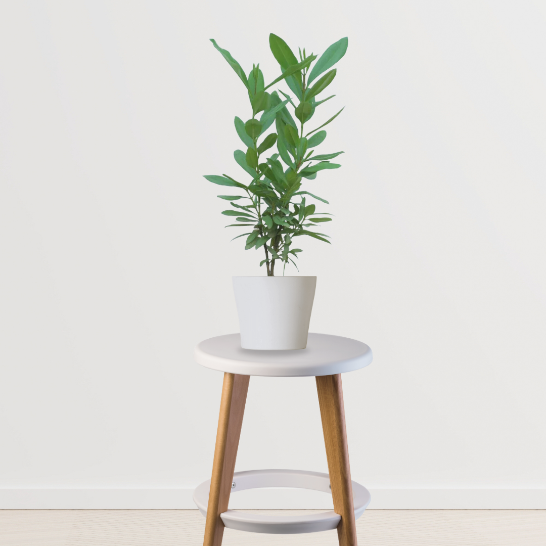 Laung tree – clove plant
