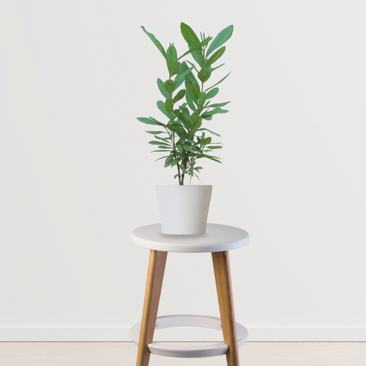 Laung tree – clove plant
