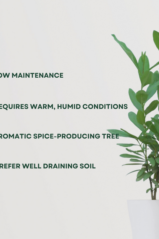 Laung tree – clove plant
