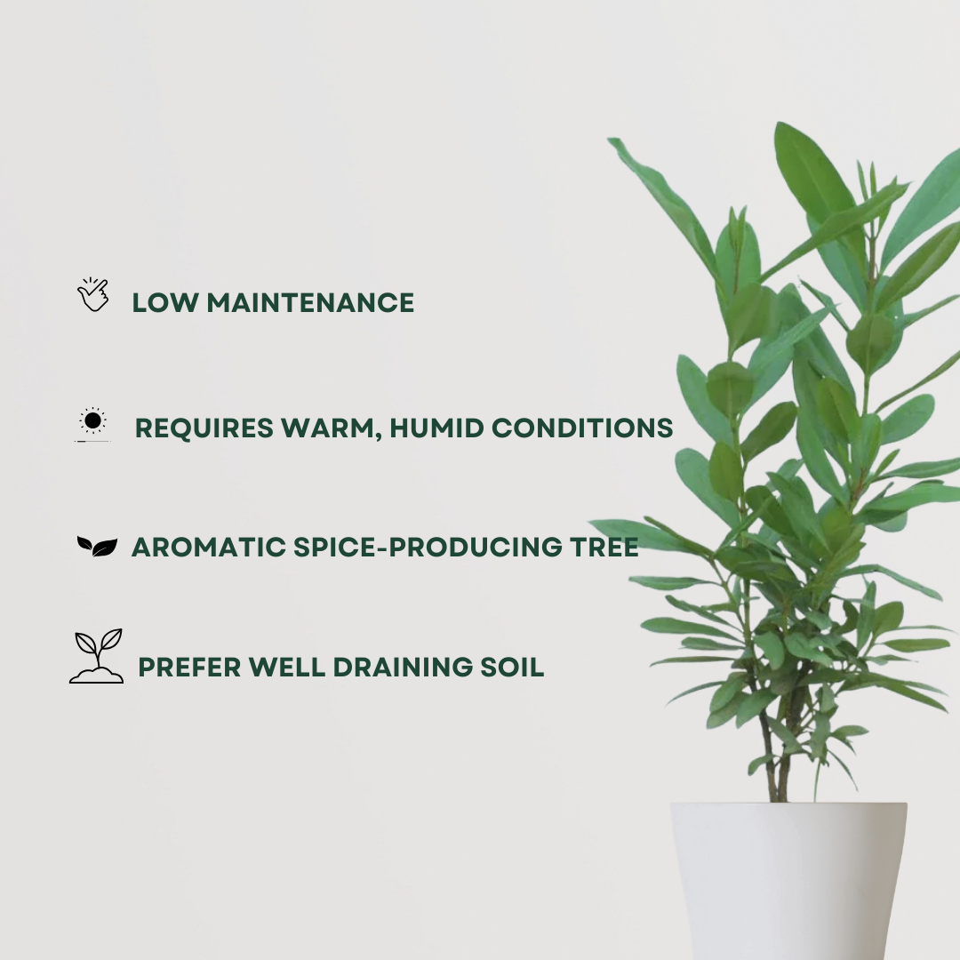 Laung tree – clove plant
