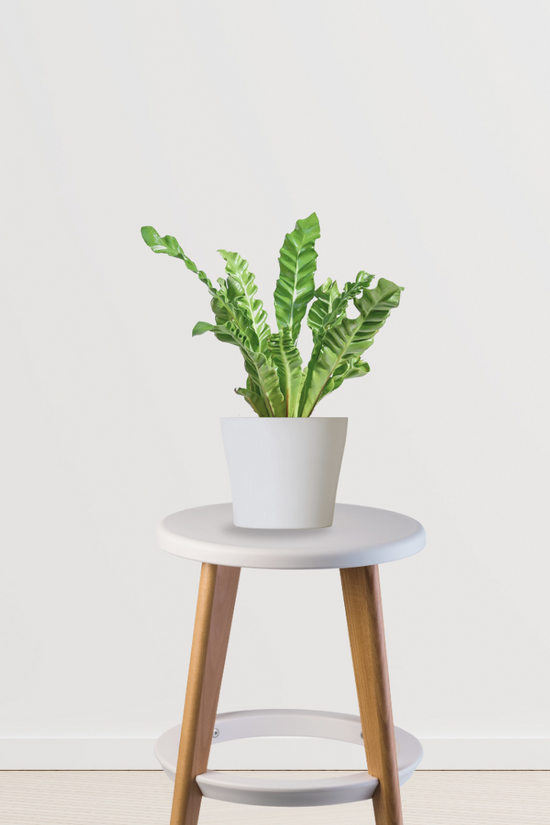 Cobra fern for indoor decor
