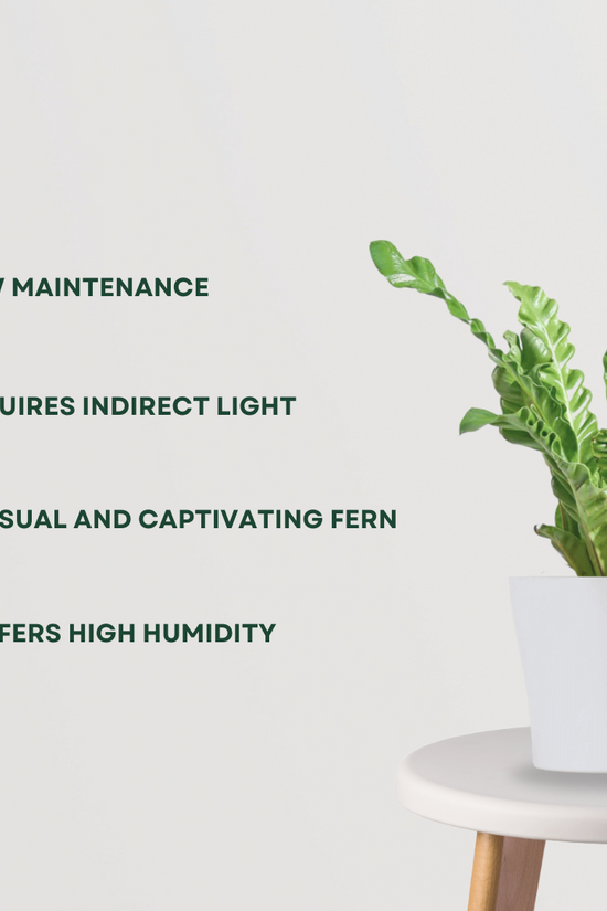 Cobra fern for indoor decor
