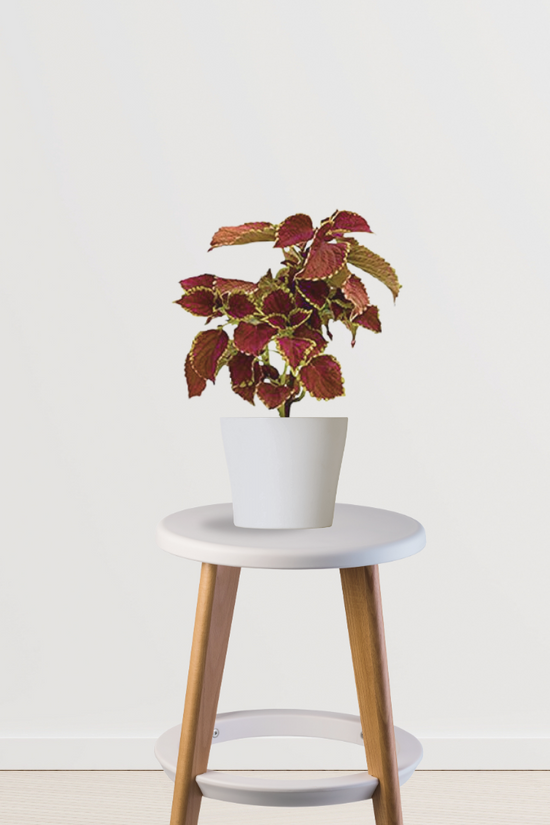 Coleus plant – maroon leaf variety

