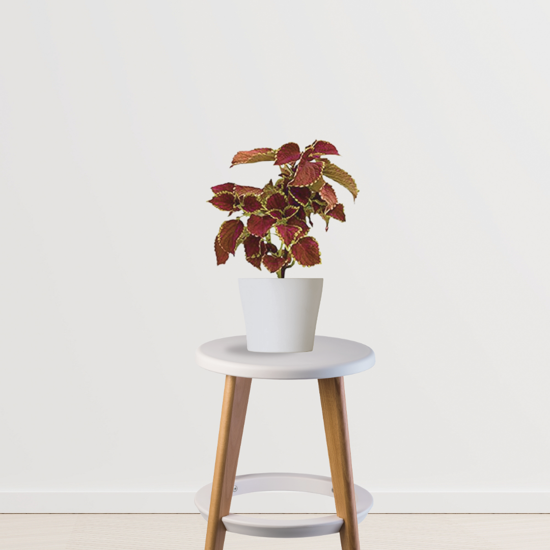 Coleus plant – maroon leaf variety

