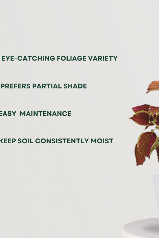 Coleus plant – maroon leaf variety

