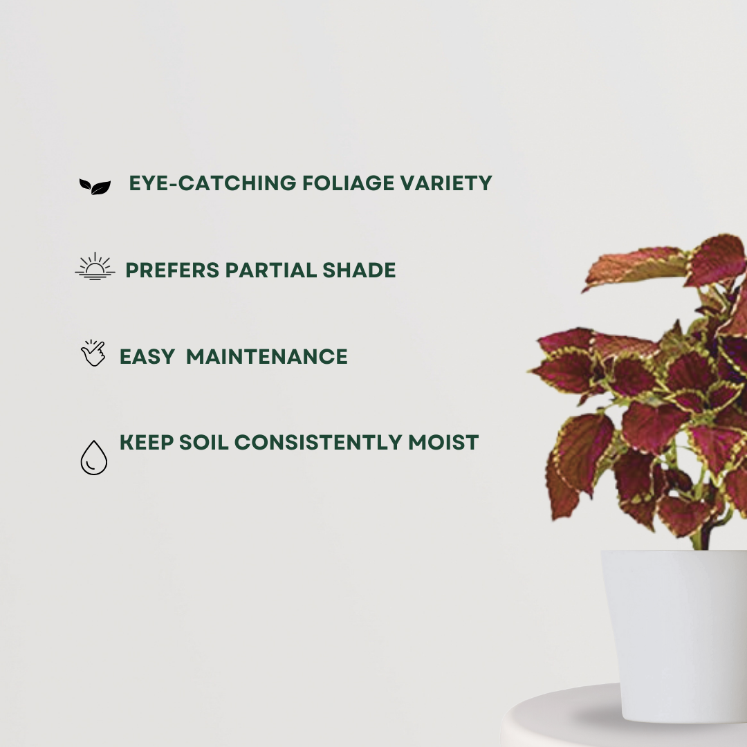 Coleus plant – maroon leaf variety

