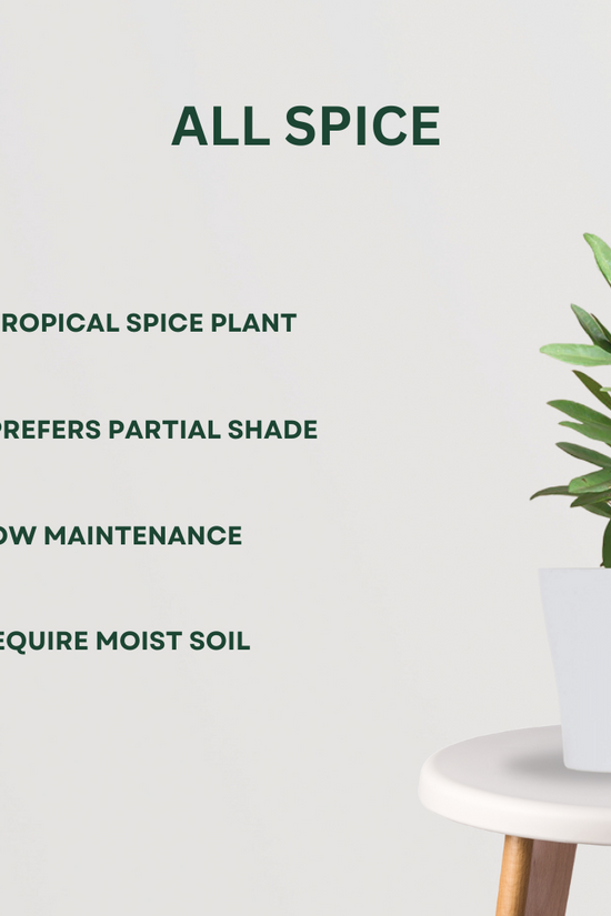 Rare spice plant gift set
