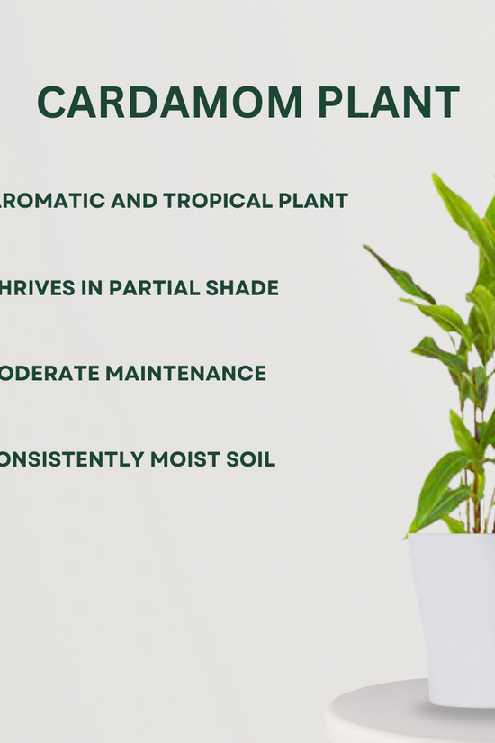 Rare spice plant gift set
