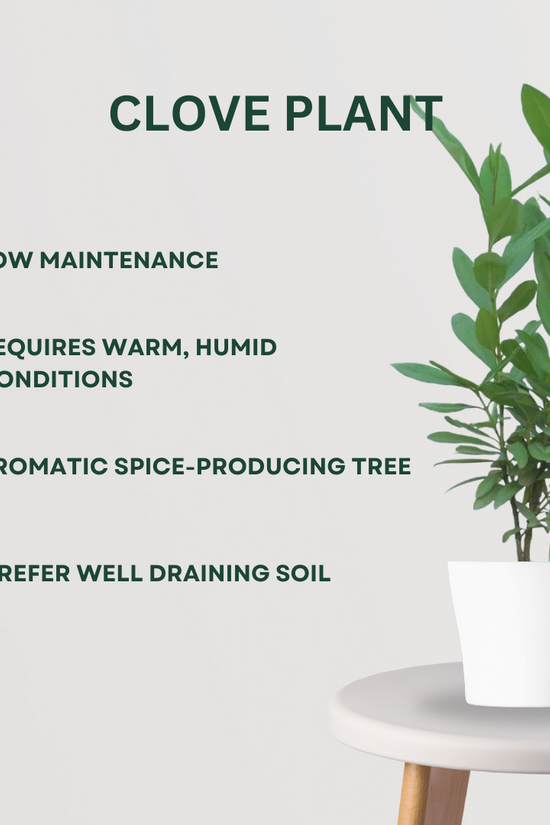 Rare spice plant gift set
