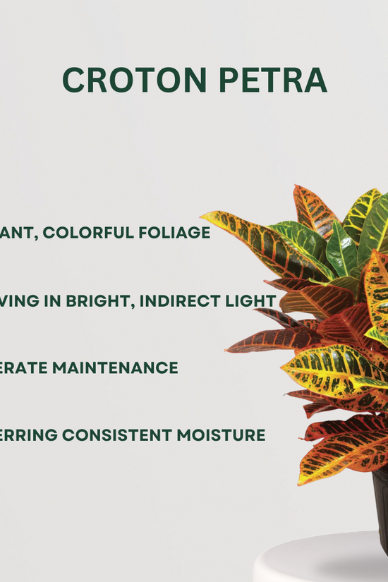 Indoor plant set for dark rooms
