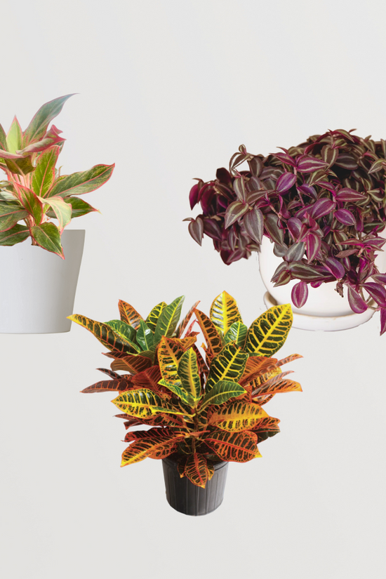 Indoor plant set for dark rooms
