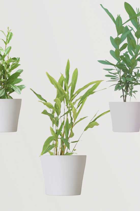 Rare spice plant gift set
