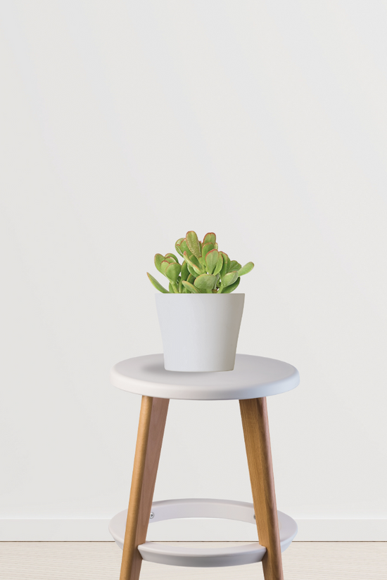 Crassula Ovata – money plant succulent
