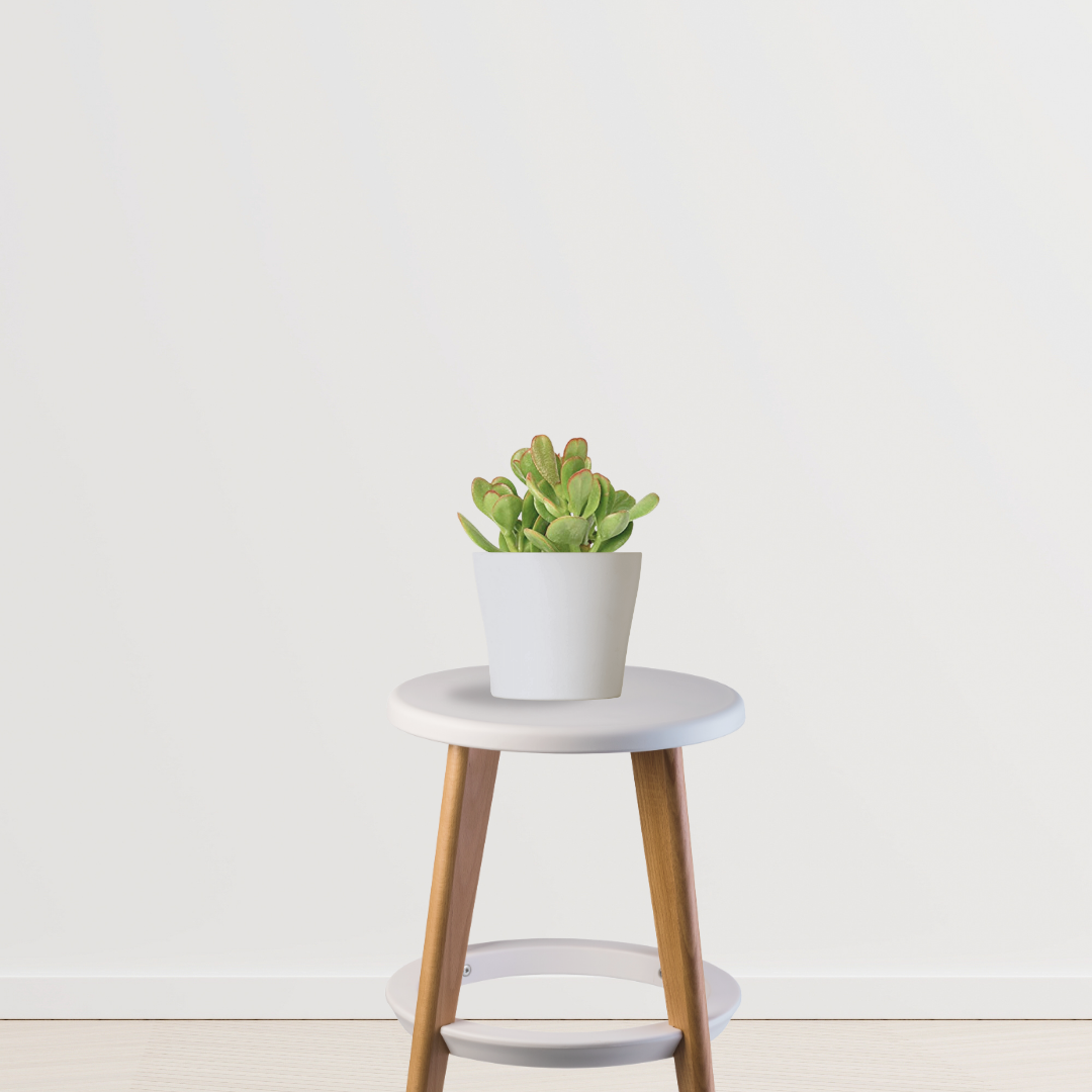 Crassula Ovata – money plant succulent
