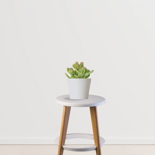 Crassula Ovata – money plant succulent
