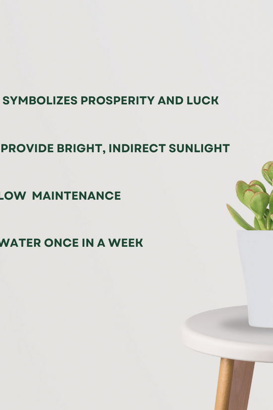 Crassula Ovata – money plant succulent
