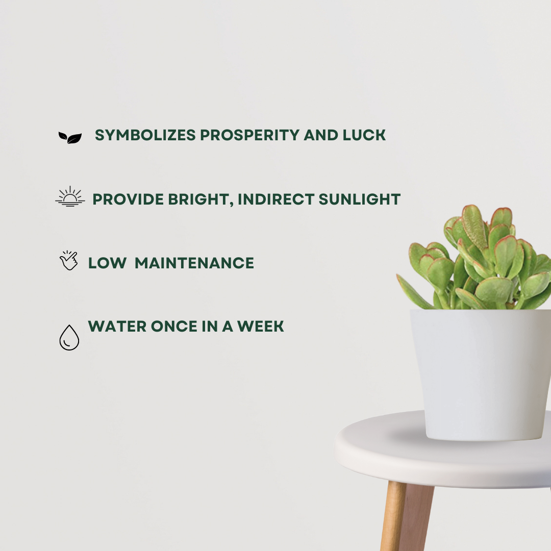 Crassula Ovata – money plant succulent
