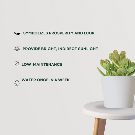 Crassula Ovata – money plant succulent
